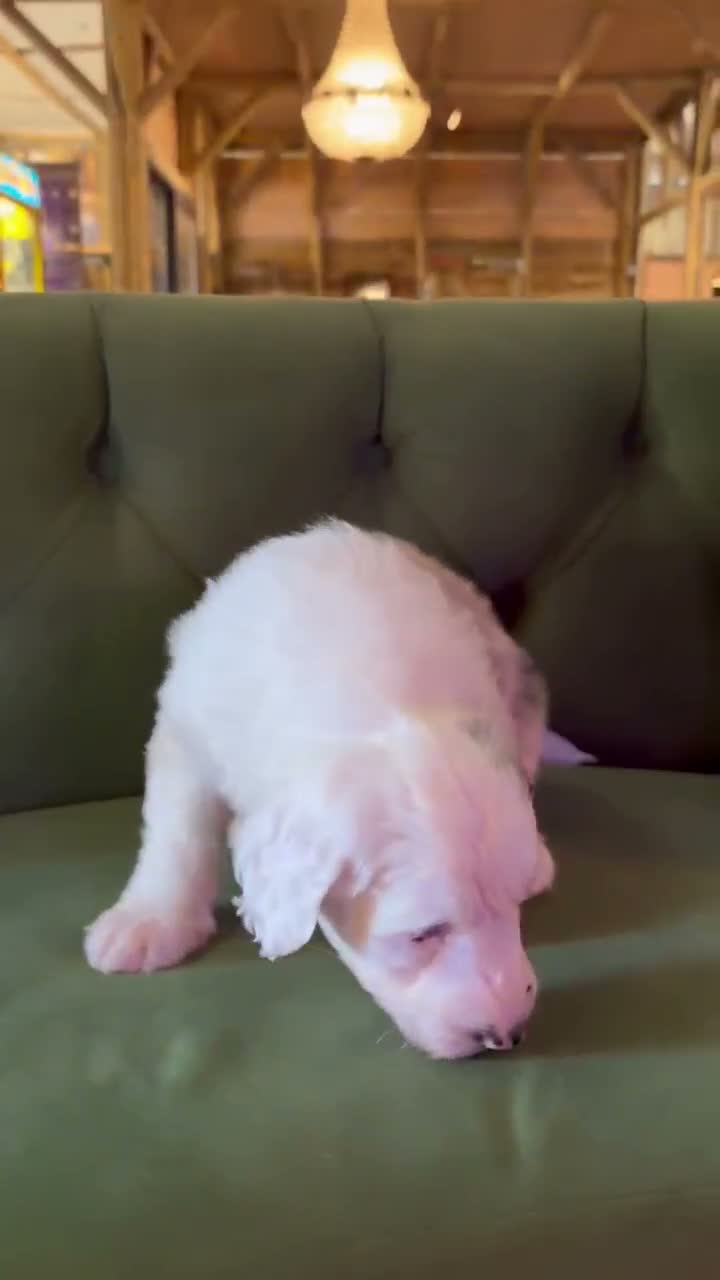 Sheepadoodle dogs for sale: Sheepadoodle Puppies Available  - Video 1