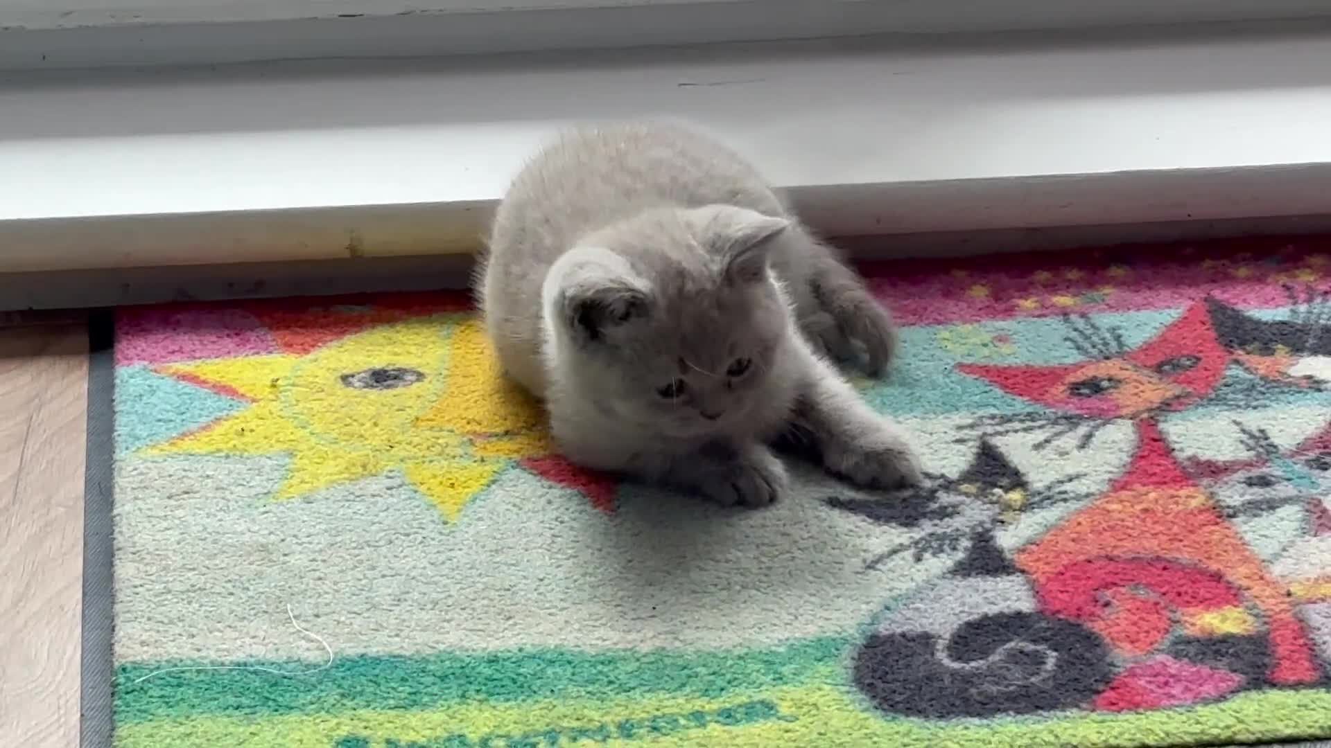 British Shorthair cats for sale: British Short Hair Blue and Lilac Adorable Kittens - Video 3
