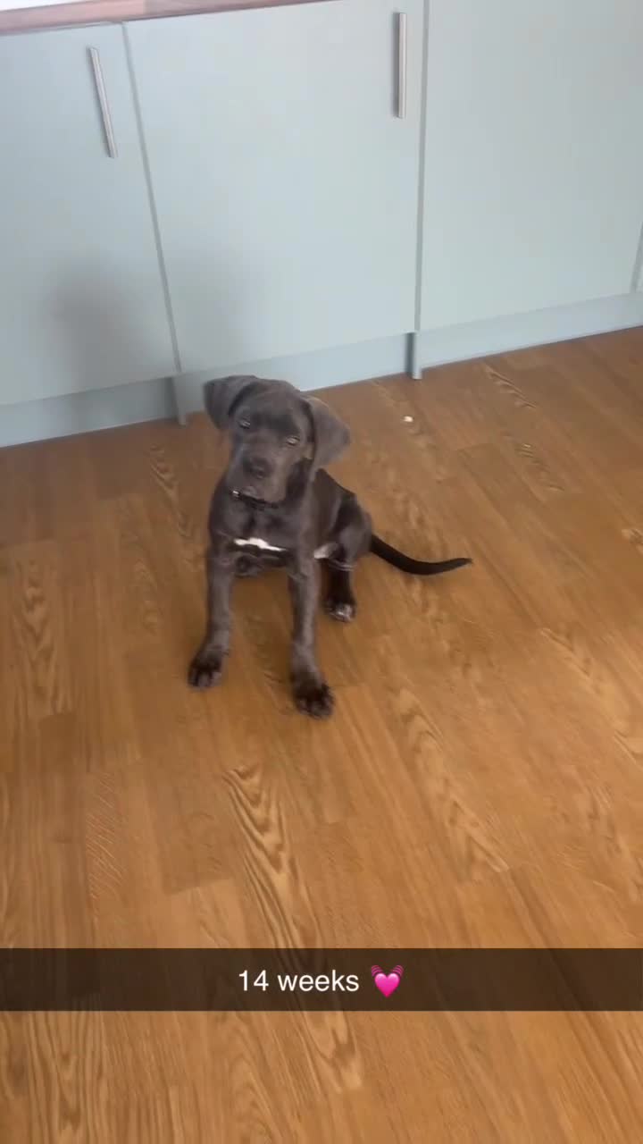 Cane Corso dogs for sale: Cane Corse Female  - Video 2
