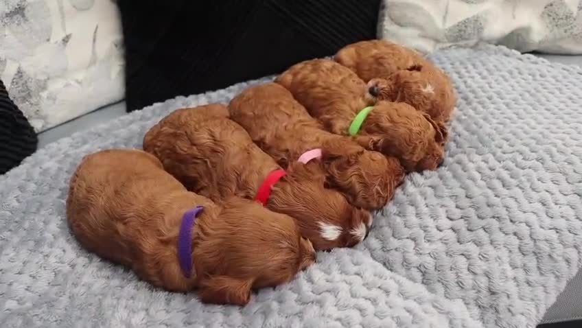 Cavapoochon dogs for sale: Beautiful Cavapoochons looking for forever homes - Video 1