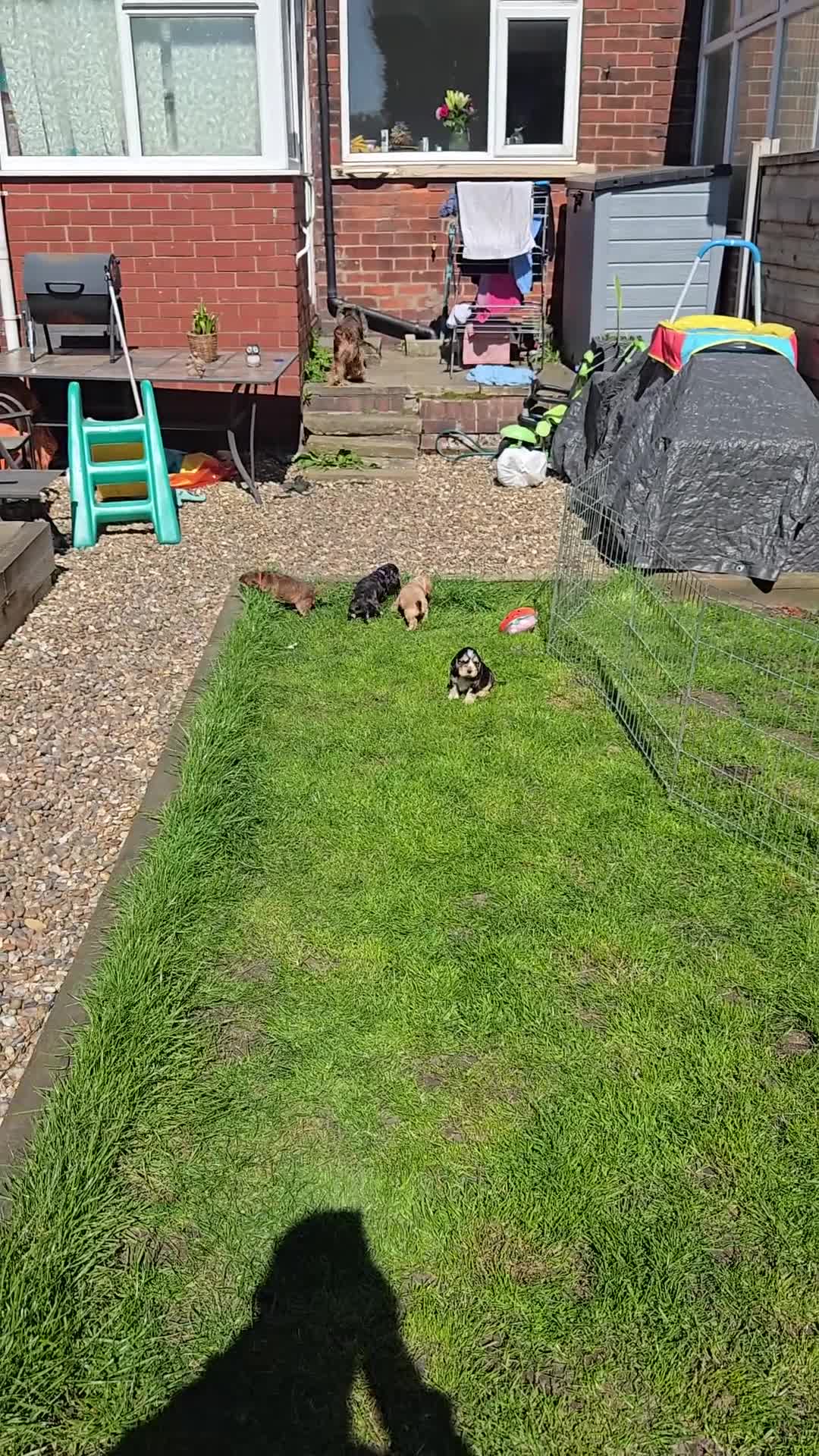 Cocker Spaniel dogs for sale: Stunning Sable Cocker Spaniel Puppies for sale.  - Video 1