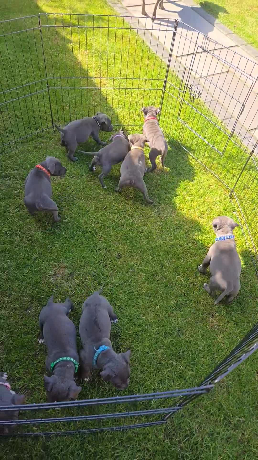 Staffordshire Bull Terrier dogs for sale: 2 left, Reduced Champion KC Blue Staffy Pups - Video 1