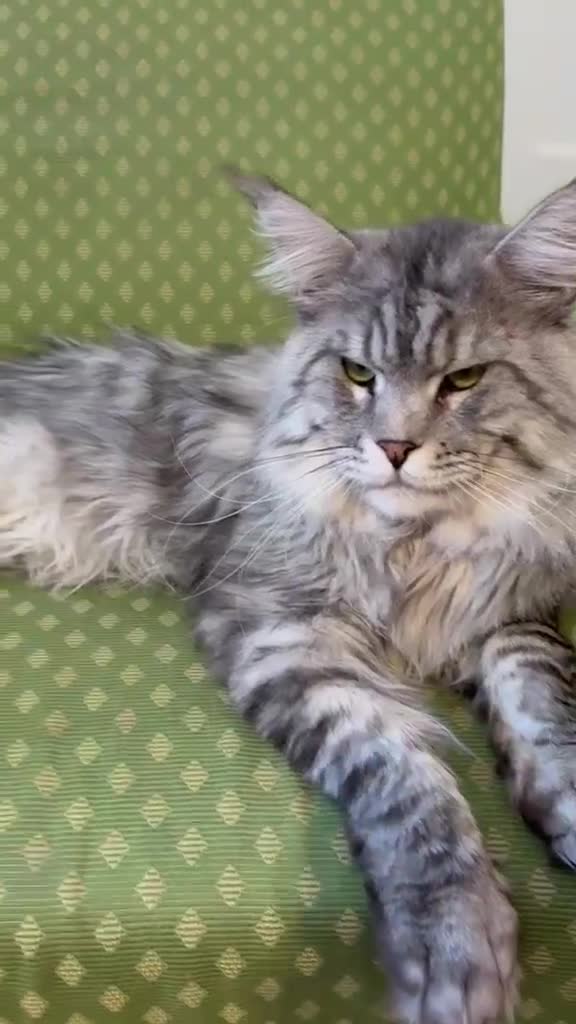Maine Coon cats for sale: Maine coon active females  - Video 1