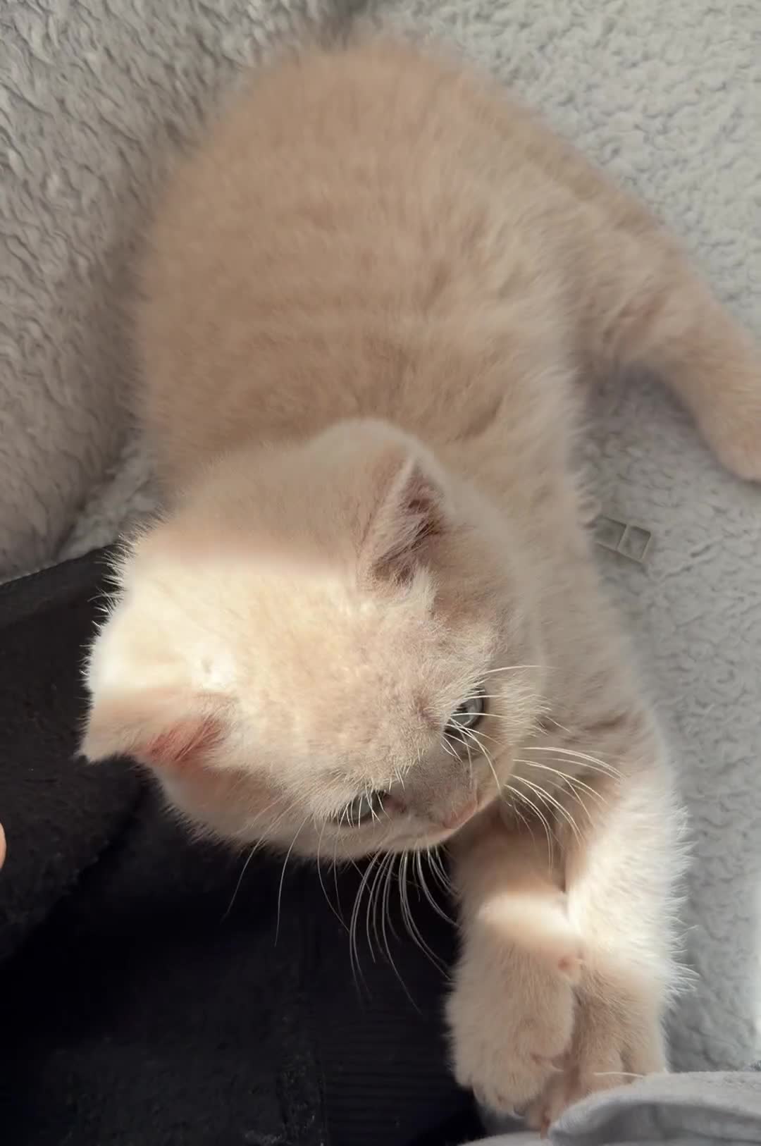 British Shorthair cats for sale: British Shorthair Kittens 🤍Ready to Leave in 1Wee - Video 1