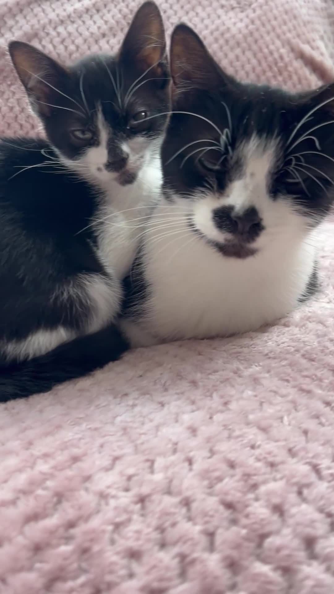 British Shorthair cats for sale: 3 boy kittens  - Video 4