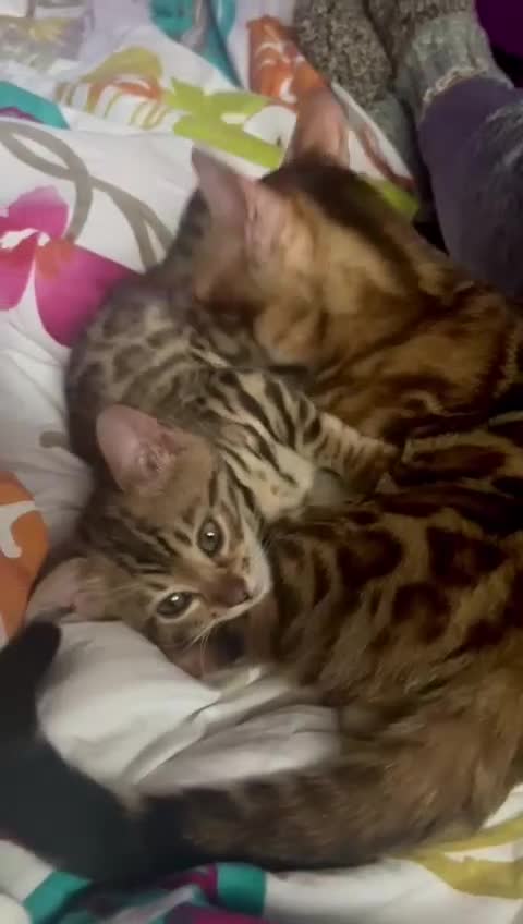 Bengal cats for sale: Stunning 5 Generations Pedigree kittens in London - Video 1