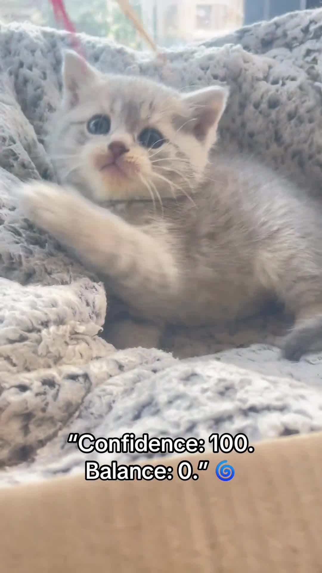 British Shorthair cats for sale: Gorgeous pure breed colour point and golden kitten - Video 2