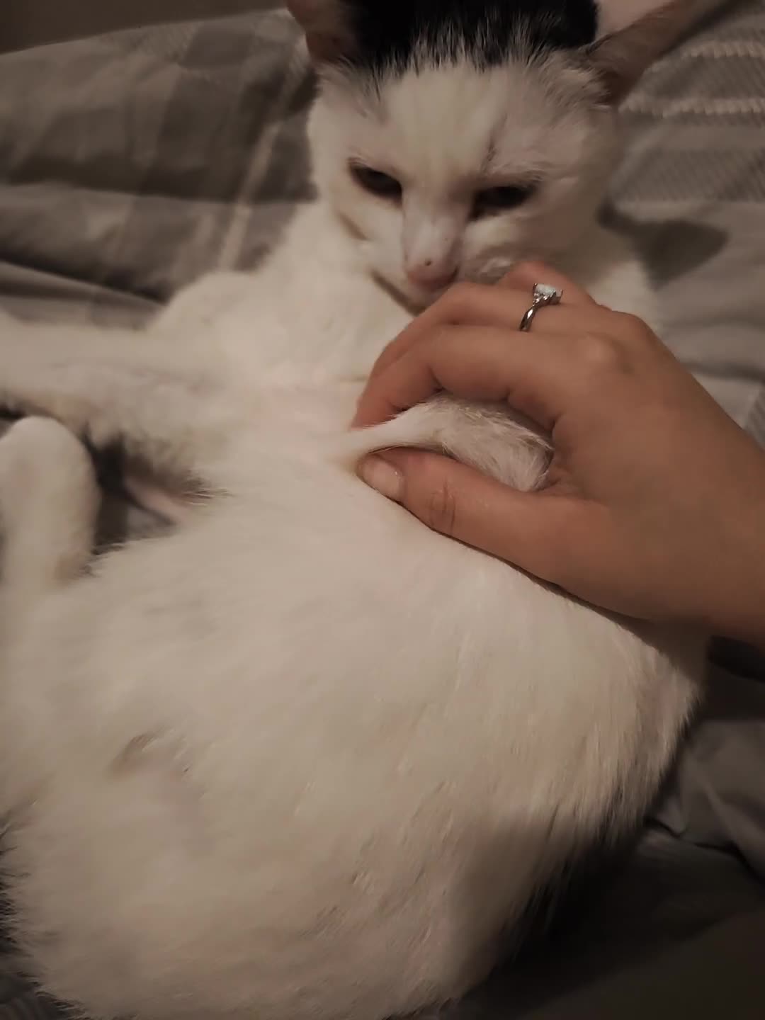 Mixed Breed cats for adoption: Loving Playful Beautiful Girl Mixed Breed  in Romford - Video 1