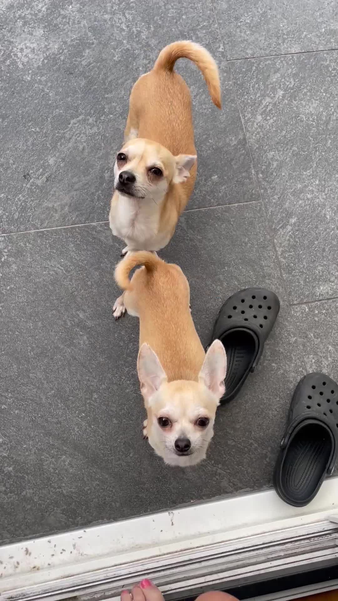 Chihuahua dogs for sale: Smooth coat chihuahua brothers - Video 1
