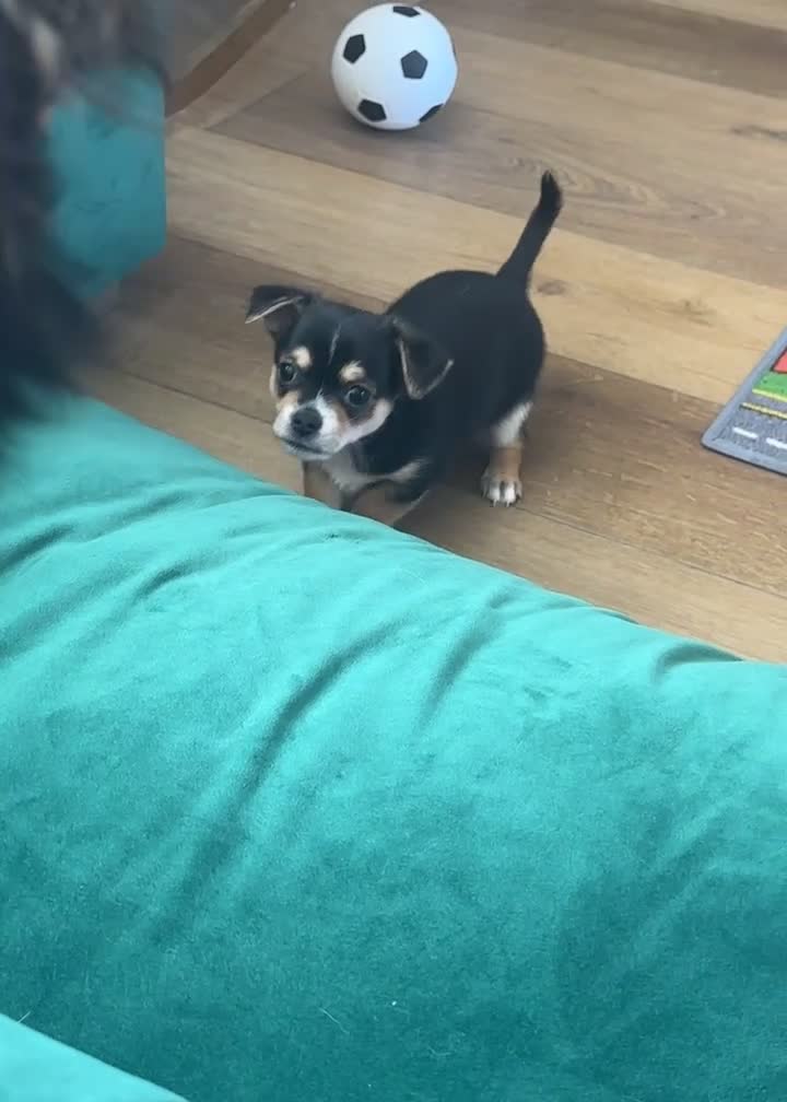 Chihuahua dogs for sale: Reduced 1boy 🐾 Beautiful Chihuahua Boys Available - Video 2