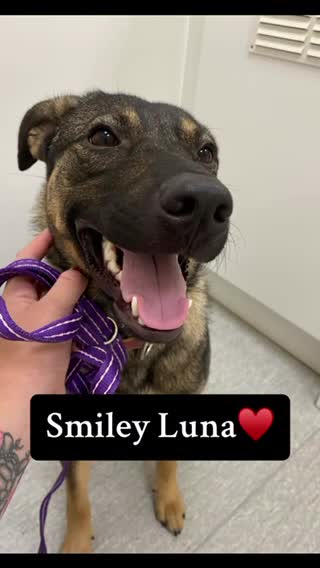 Mixed Breed dogs for adoption: Luna was stood up.... in Kidderminster - Video 1