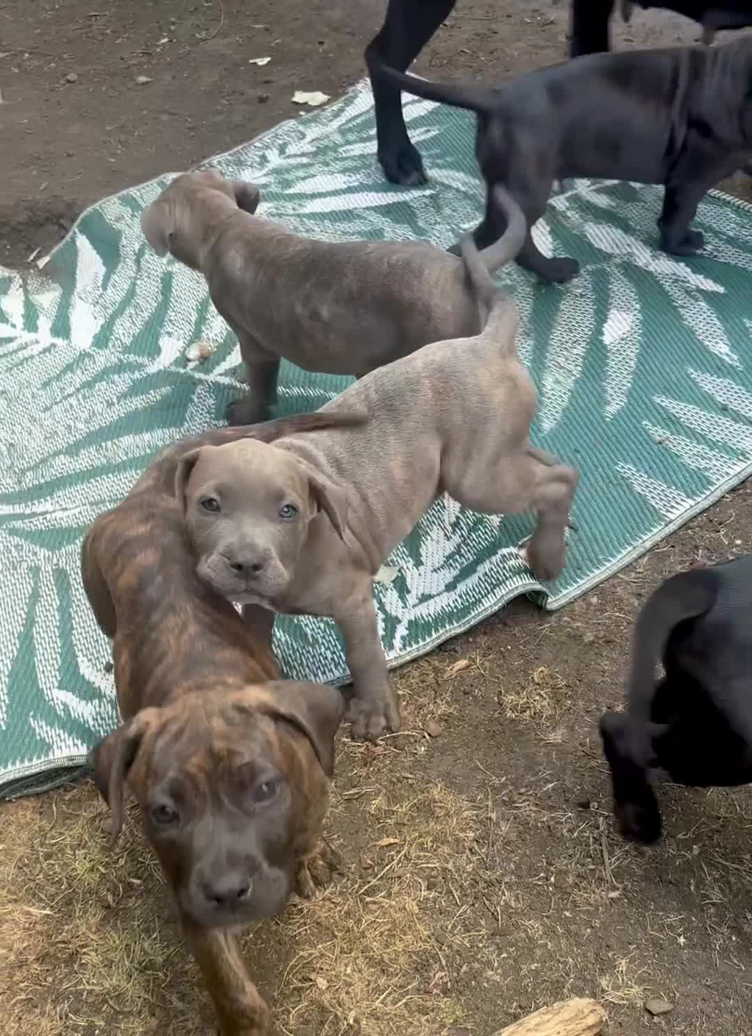 Mixed Breed dogs for sale: Beautiful Cane Corso / Bullmastiff Puppies  - Video 1