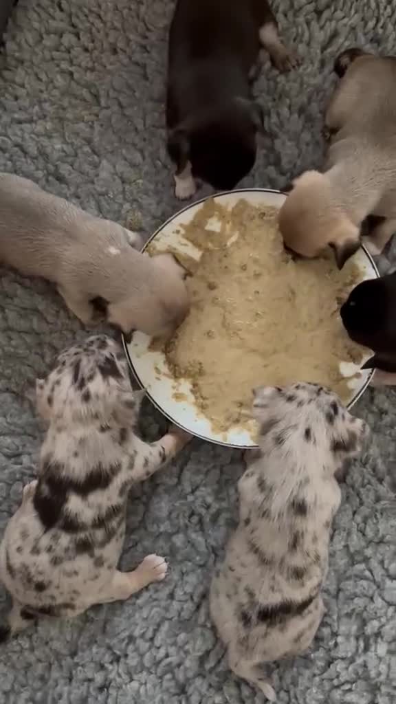 Chihuahua dogs for sale: Gorgeous Rare Pure Breed Chihuahua Puppies - Video 1