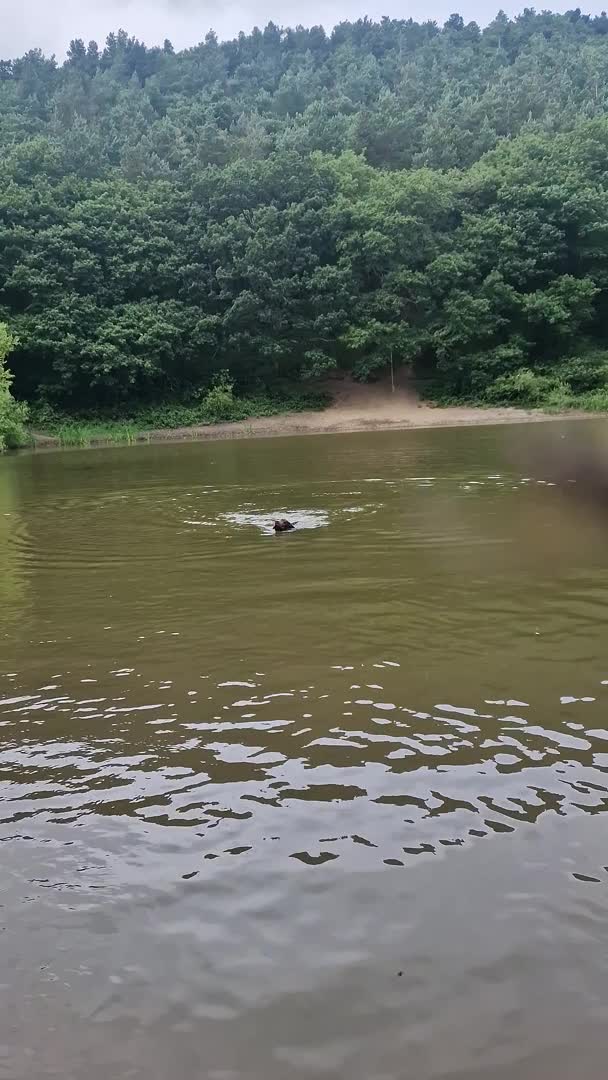 German Shorthaired Pointer dogs for stud: Stunning Proven German shorthaired pointer  in Shrewsbury - Video 2