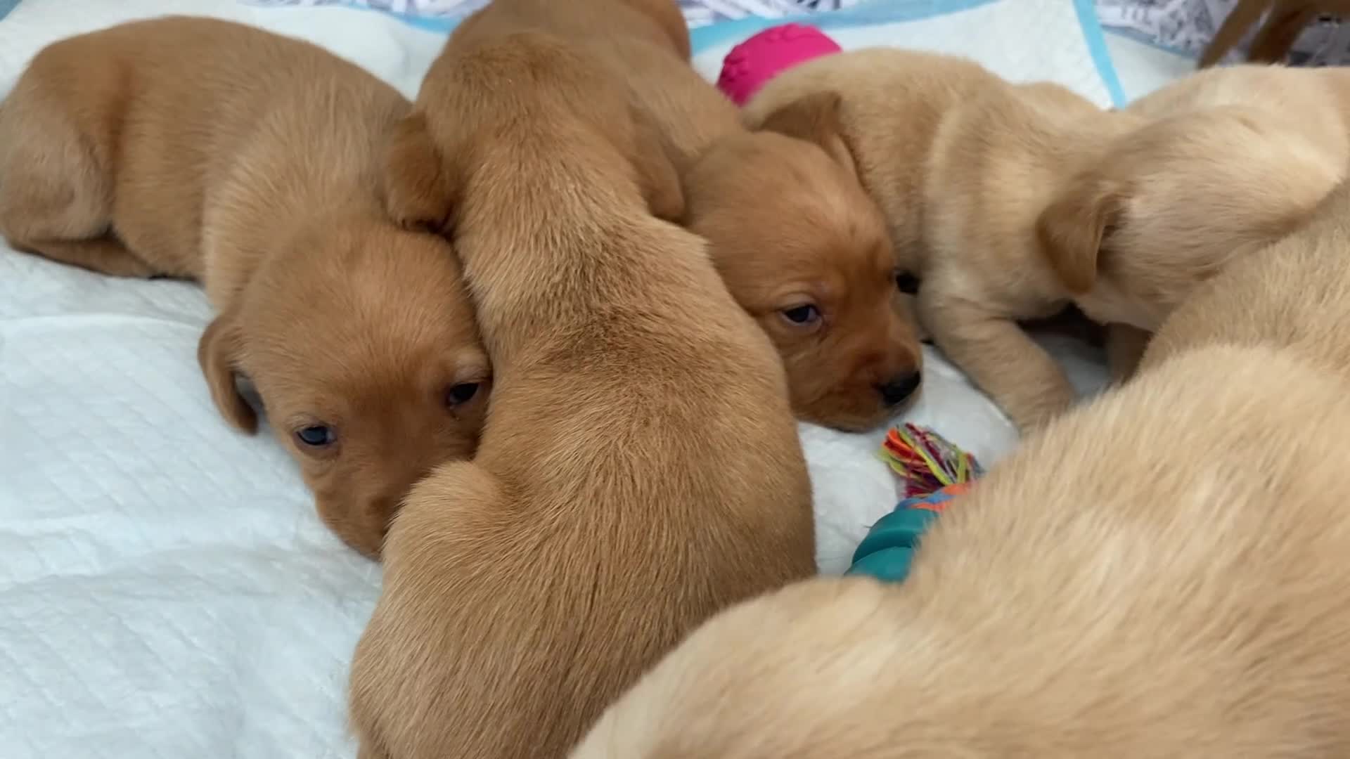 Labrador Retriever dogs for sale: Labrador Retriever - Video 1