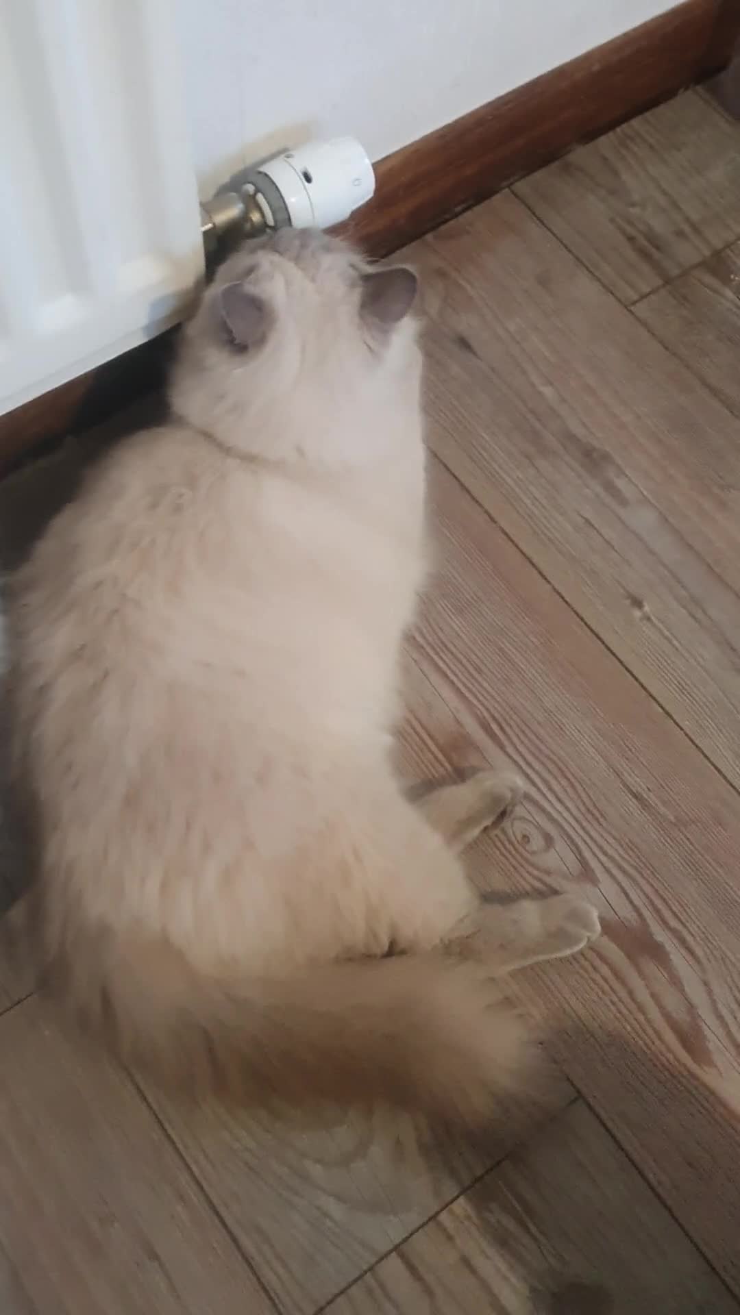 Ragdoll cats for sale: Sweet&Playful ragdolls - Video 5