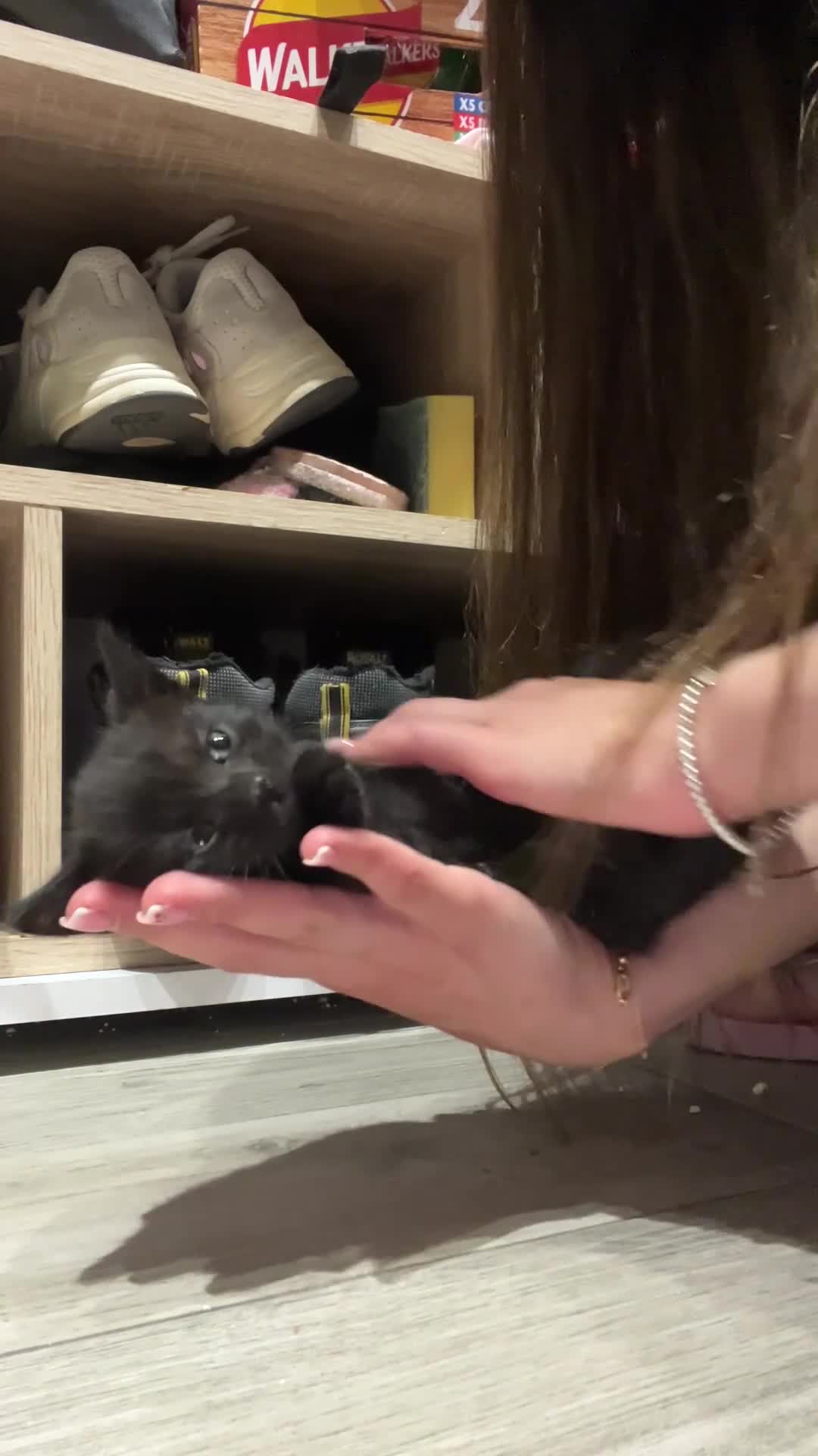 Domestic Shorthair cats for sale: Playful Tabby Kittens Ready in South Ockendon - Video 4