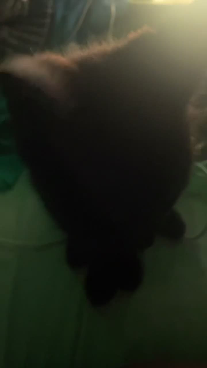Mixed Breed cats for sale: very vocal female kitten in London - Video 1