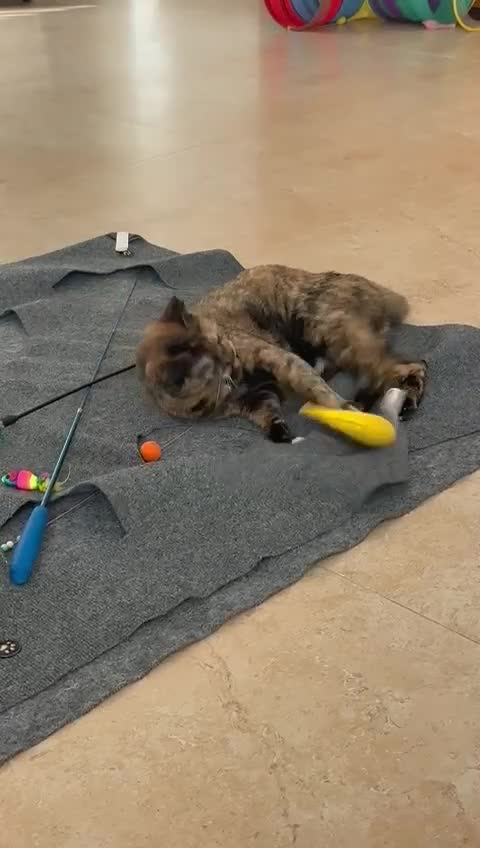 Mixed Breed cats for adoption: LOTTI - TORTOISHELL GIRL VERY AFFECTIONATE SPAYED - Video 3