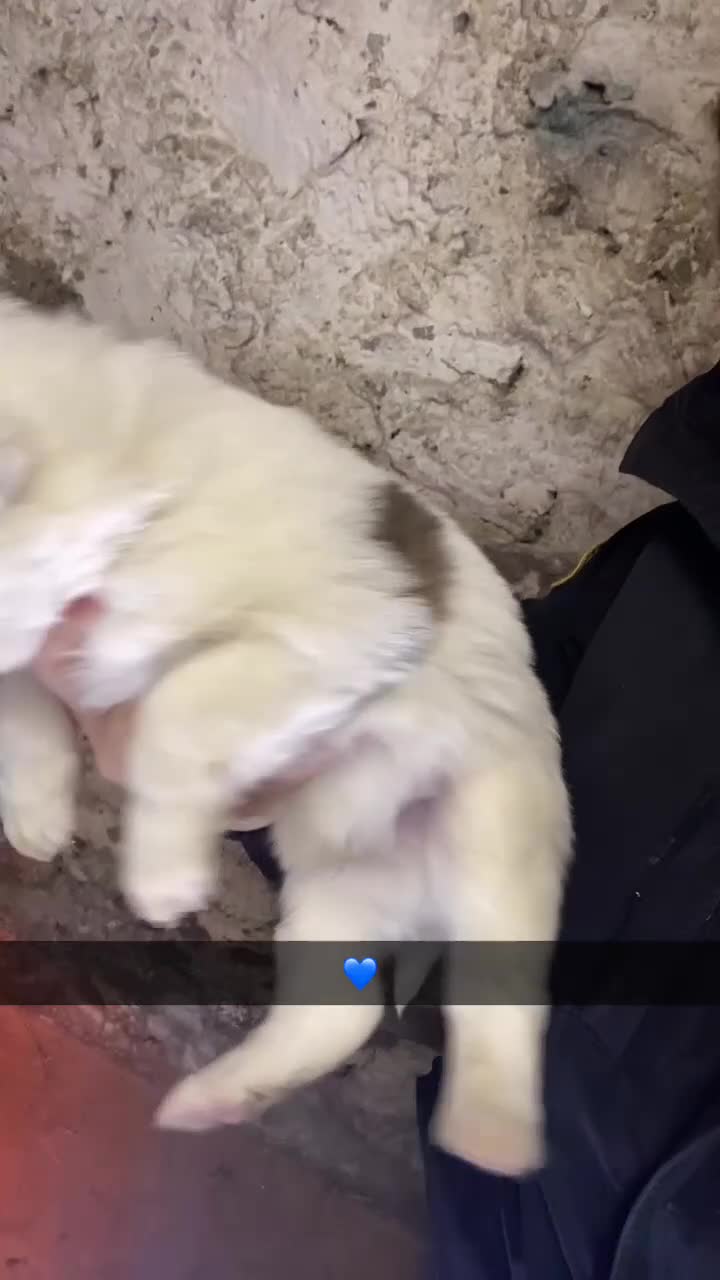 Mixed Breed dogs for sale: Australian Shepherd X Border Collie pups 🐶  - Video 1