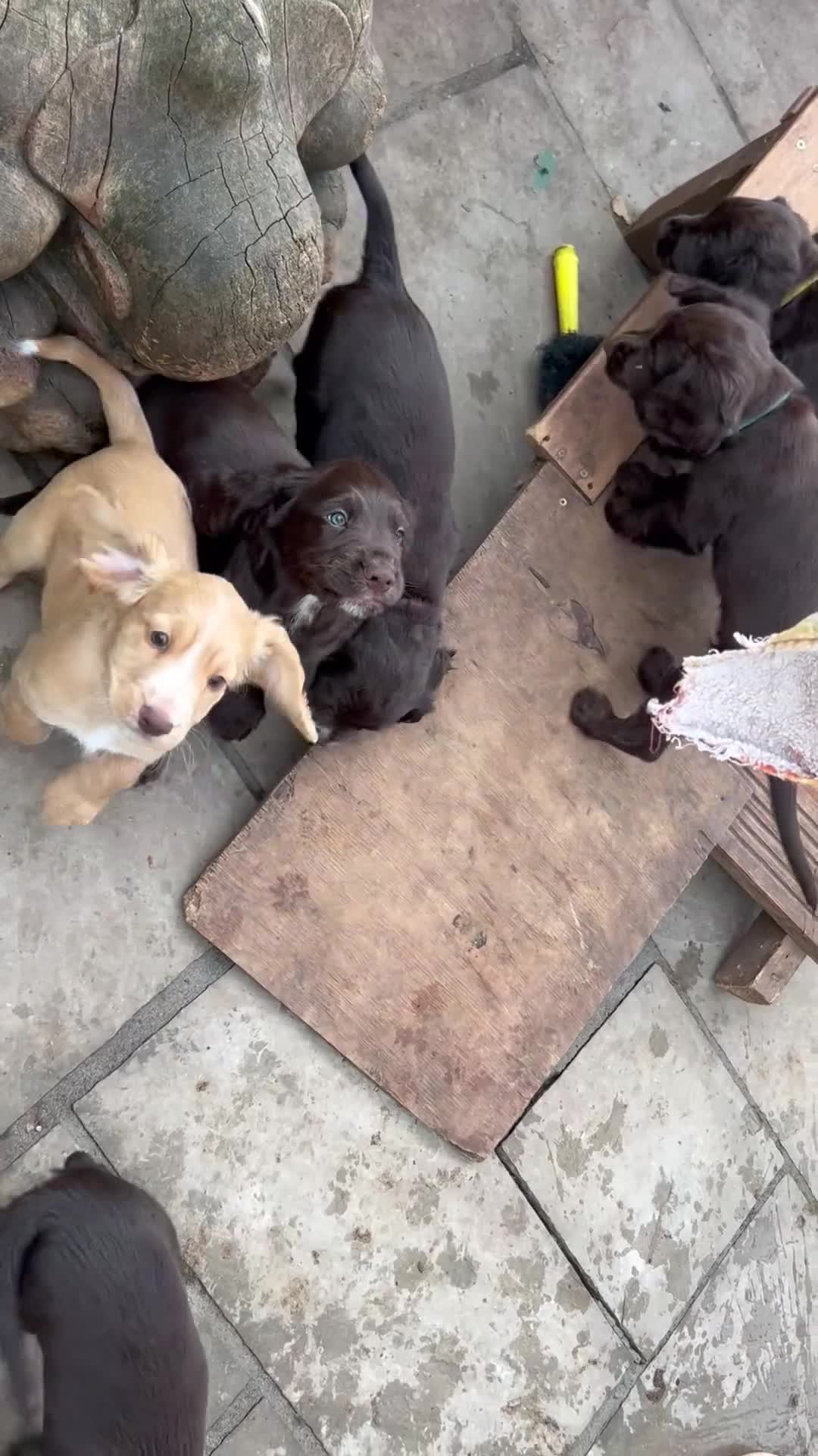 Cocker Spaniel dogs for sale: ✨READY NOW KC & DNA Tested Pup Licensed Breeder ✨ - Video 1