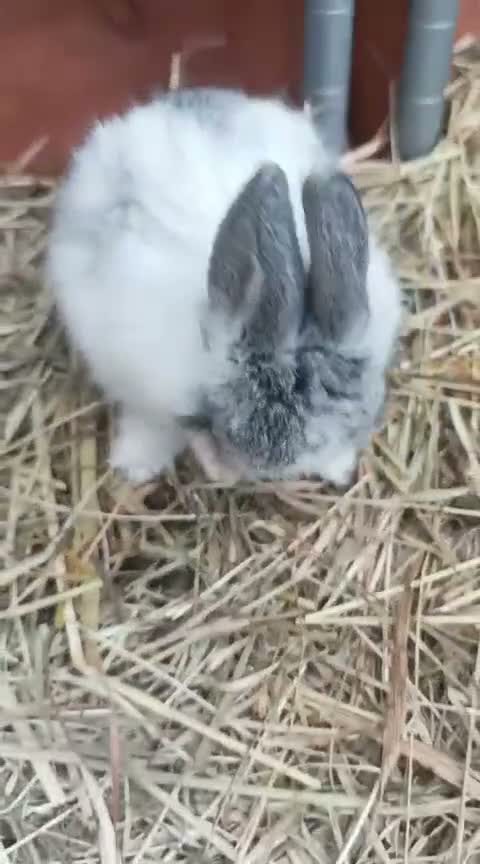 Mixed Breed rabbits for sale: 8  beautiful baby rabbits for sale in Blackburn - Video 1