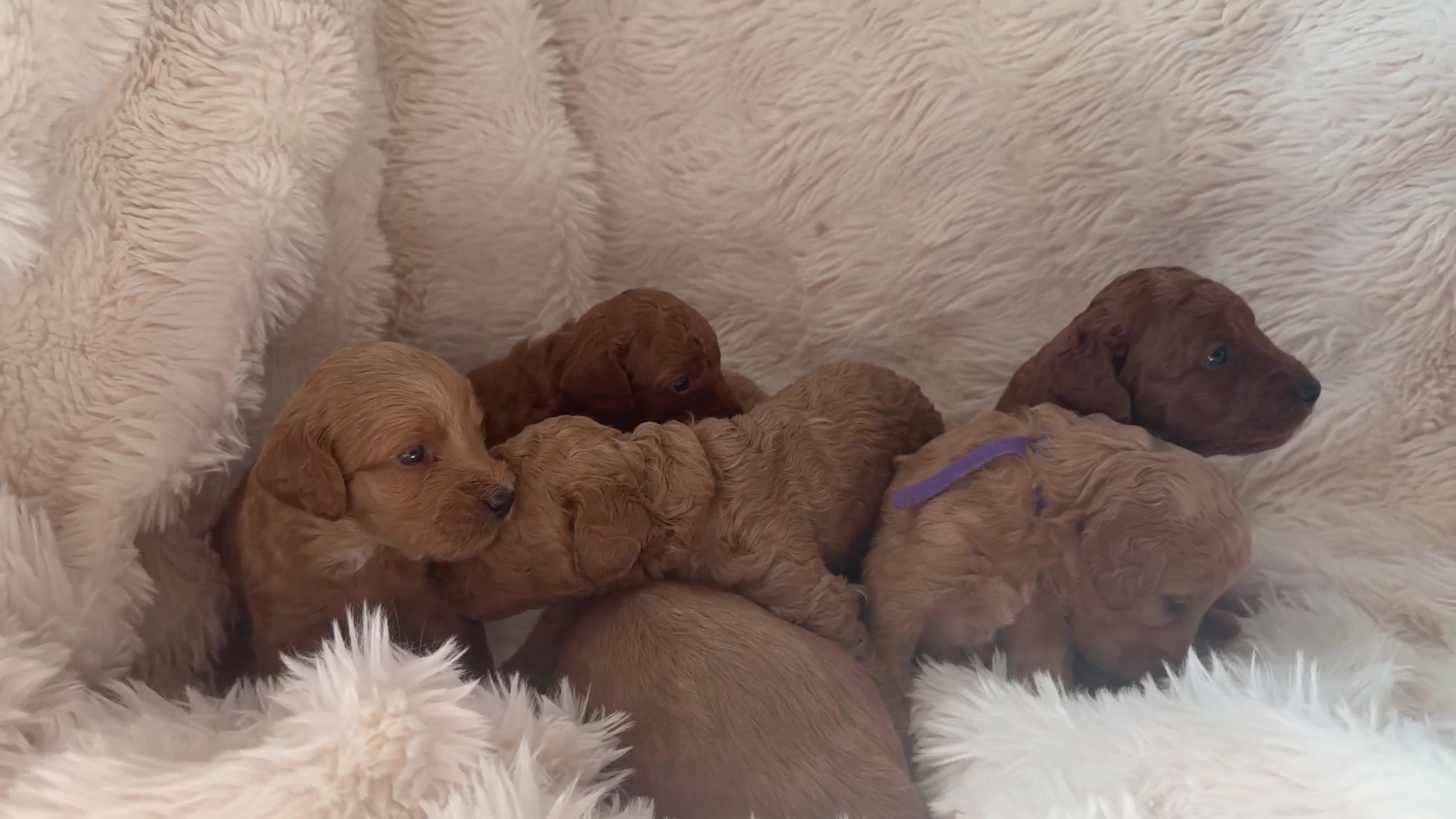 Mini Goldendoodle dogs for sale: Beautiful Miniature Goldendoodles Available  - Video 1