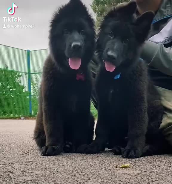 German Shepherd dogs for sale: ⭐️Beautiful long coat German Shepherd  puppies ⭐️ - Video 4