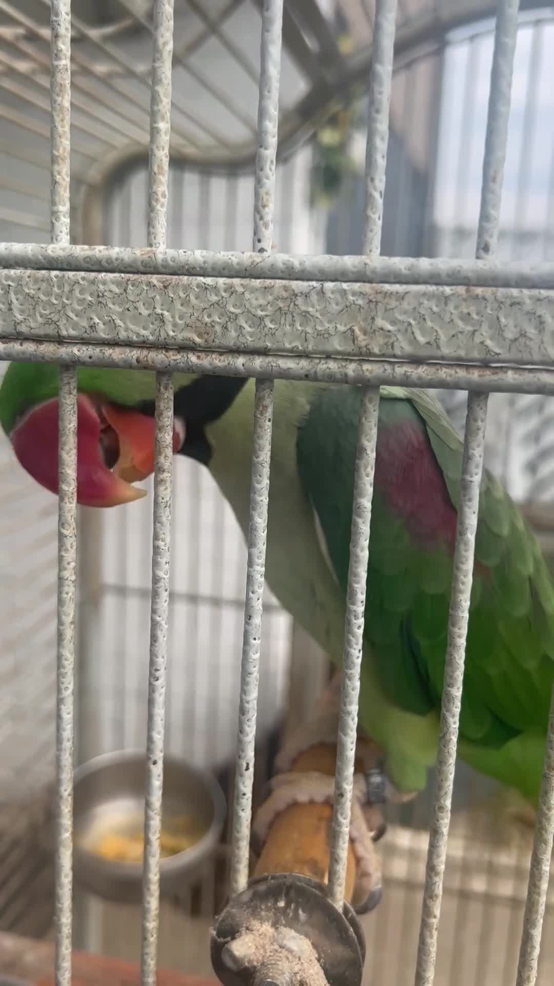 Parrots birds for sale: Adult male Alexandrian parrot  - Video 2