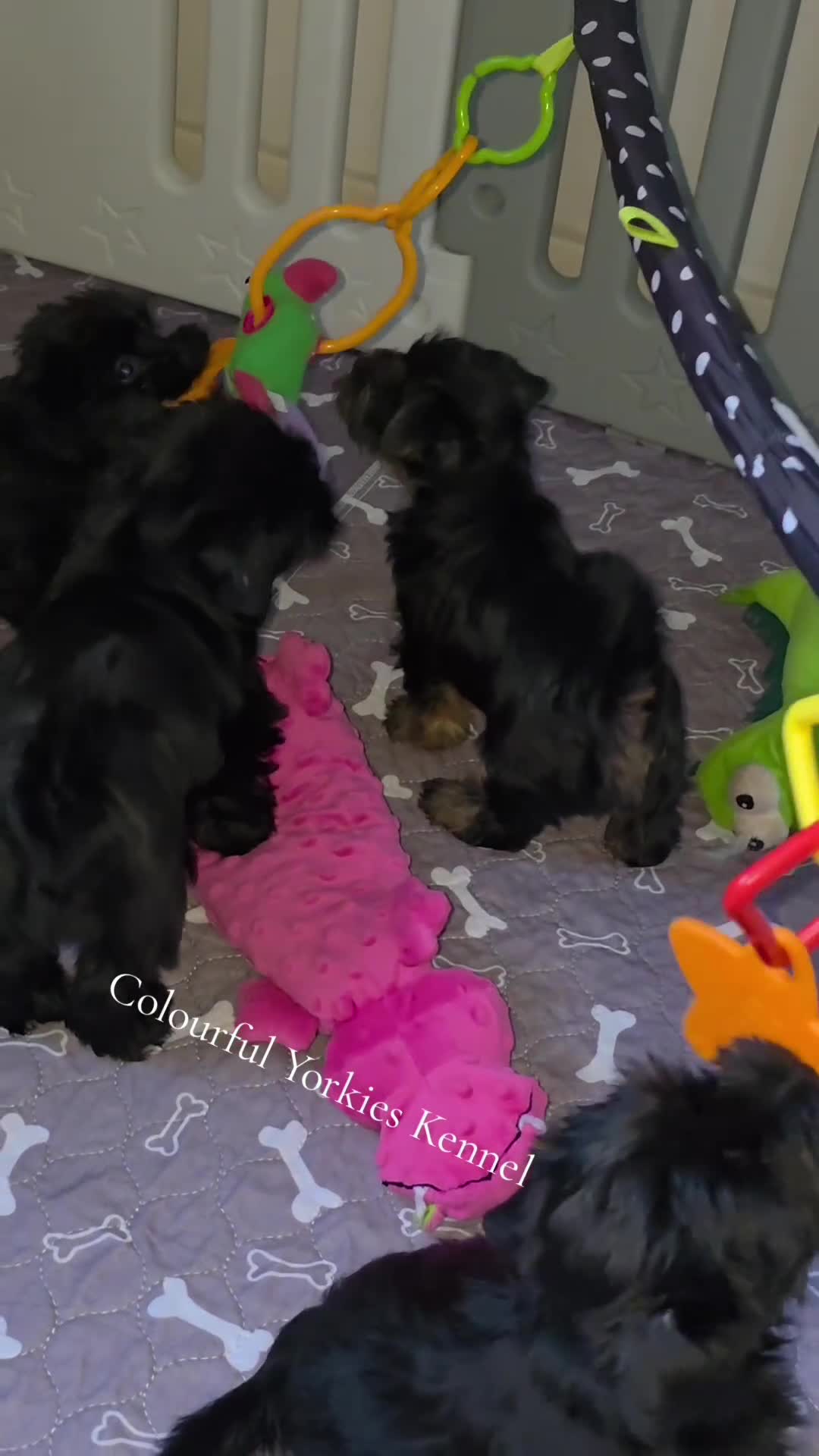 Yorkshire Terrier dogs for sale: Rare Black Yorkie 5-Gen Pedigree–£900–Ready Now 🐾 - Video 2