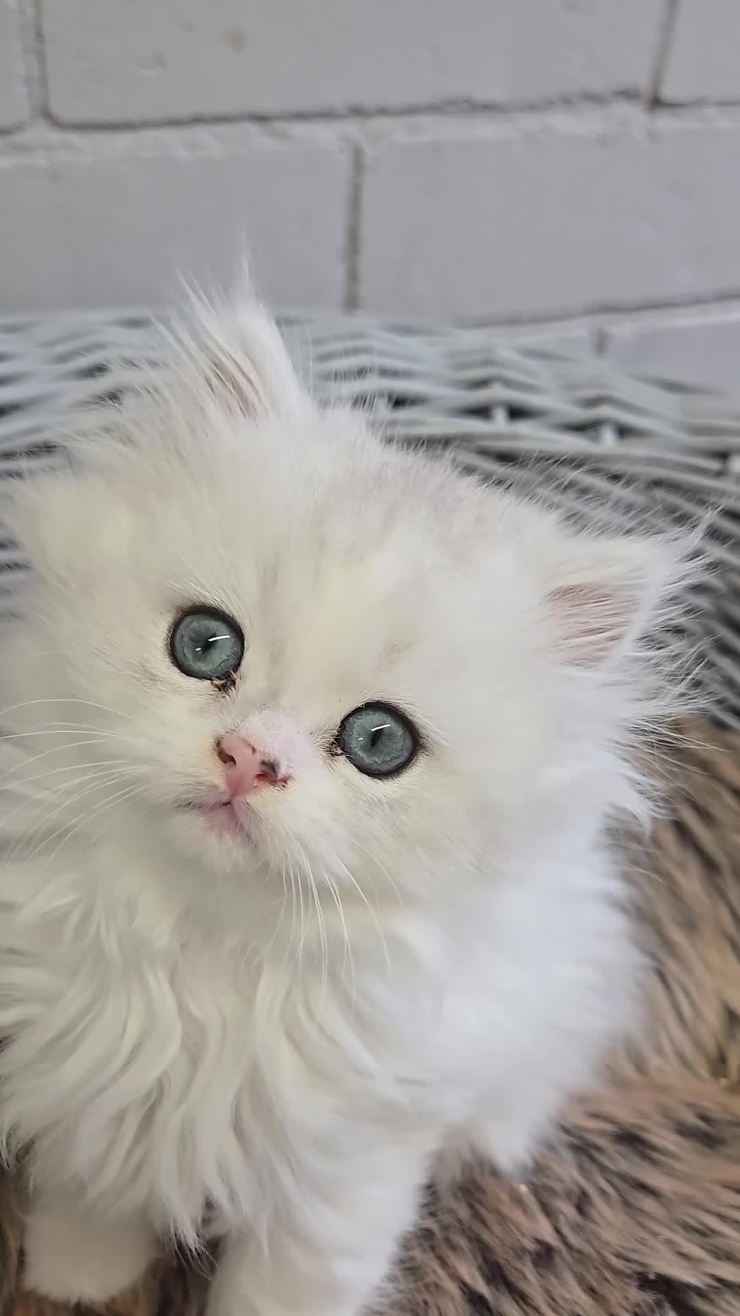 Persian cats for sale: 9 Week Old Persian Playful Kitten - Video 1