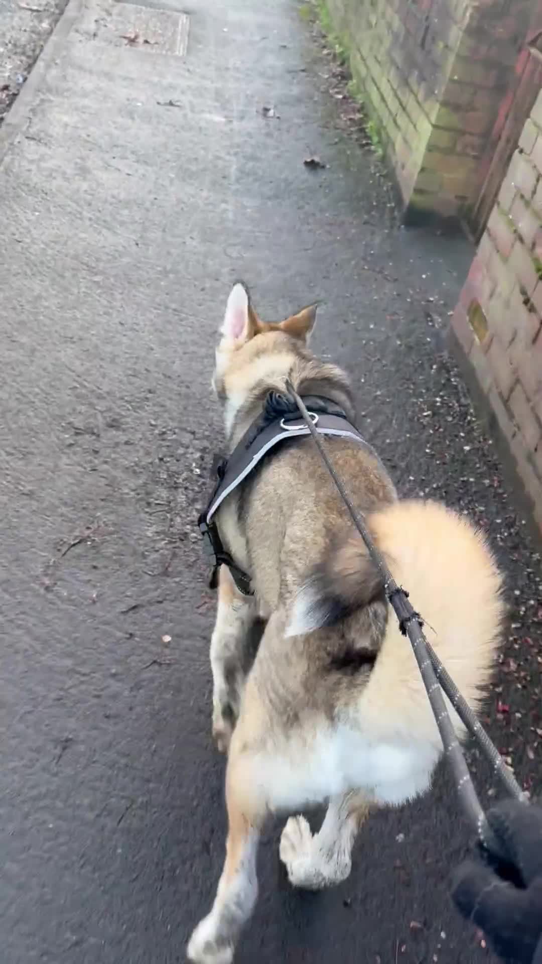 Siberian Husky dogs for stud: STUD! - Video 1