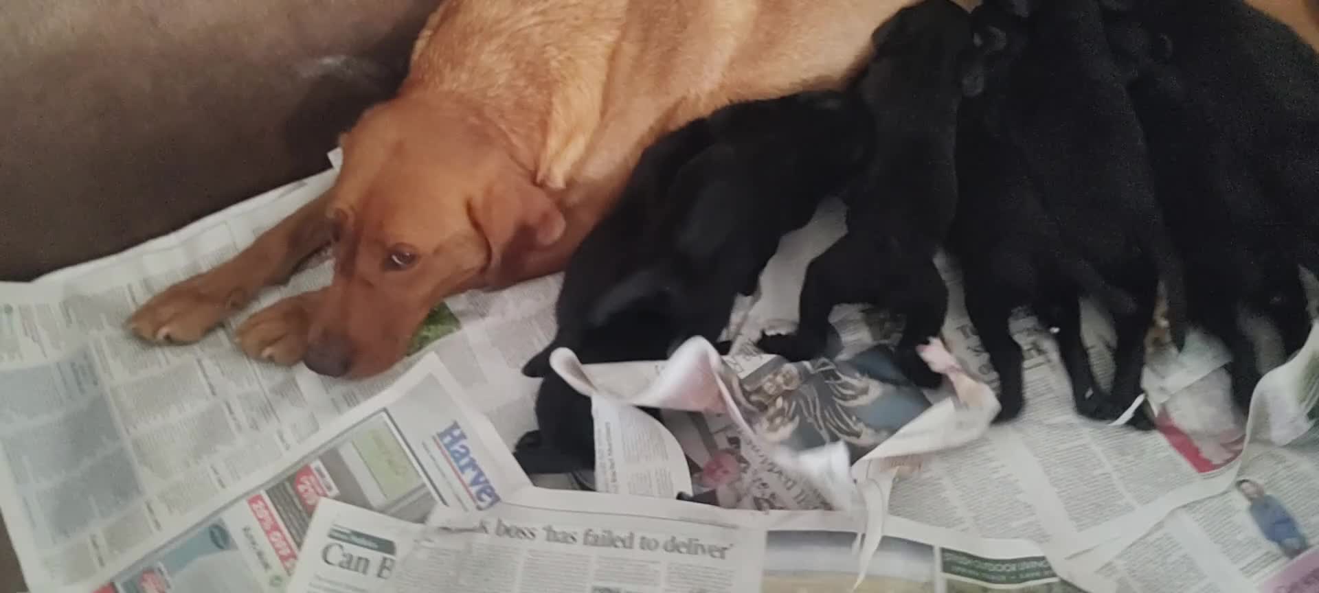 Labrador Retriever dogs for sale: Gorgeous KC registered Labrador puppies  in Norwich - Video 2