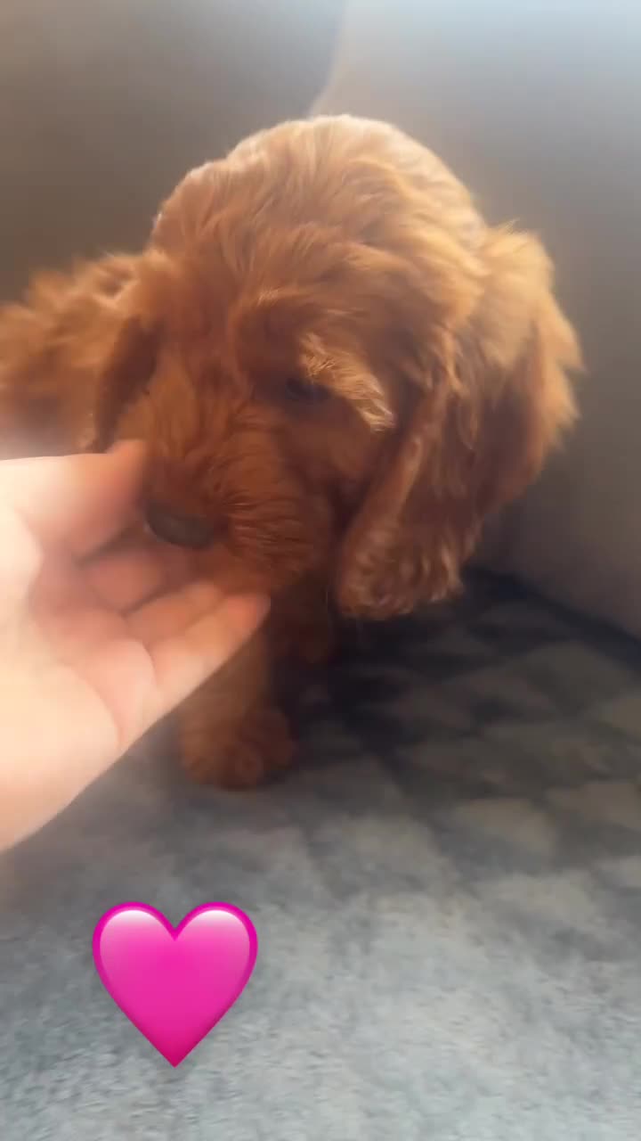 Cockapoo dogs for sale: **REDUCED** LAST GIRL COCKAPOOS  - Video 1