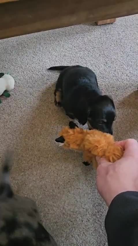 Miniature Dachshund dogs for sale: Beautiful Miniatures  in Manchester - Video 3