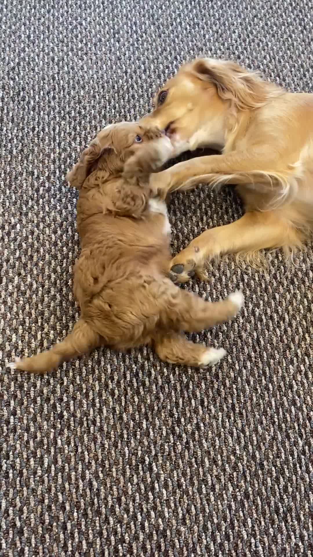 Cockapoo dogs for sale: 2 BOYS LEFT Quality F1 Cockapoos DNA CLEAR PARENTS - Video 3