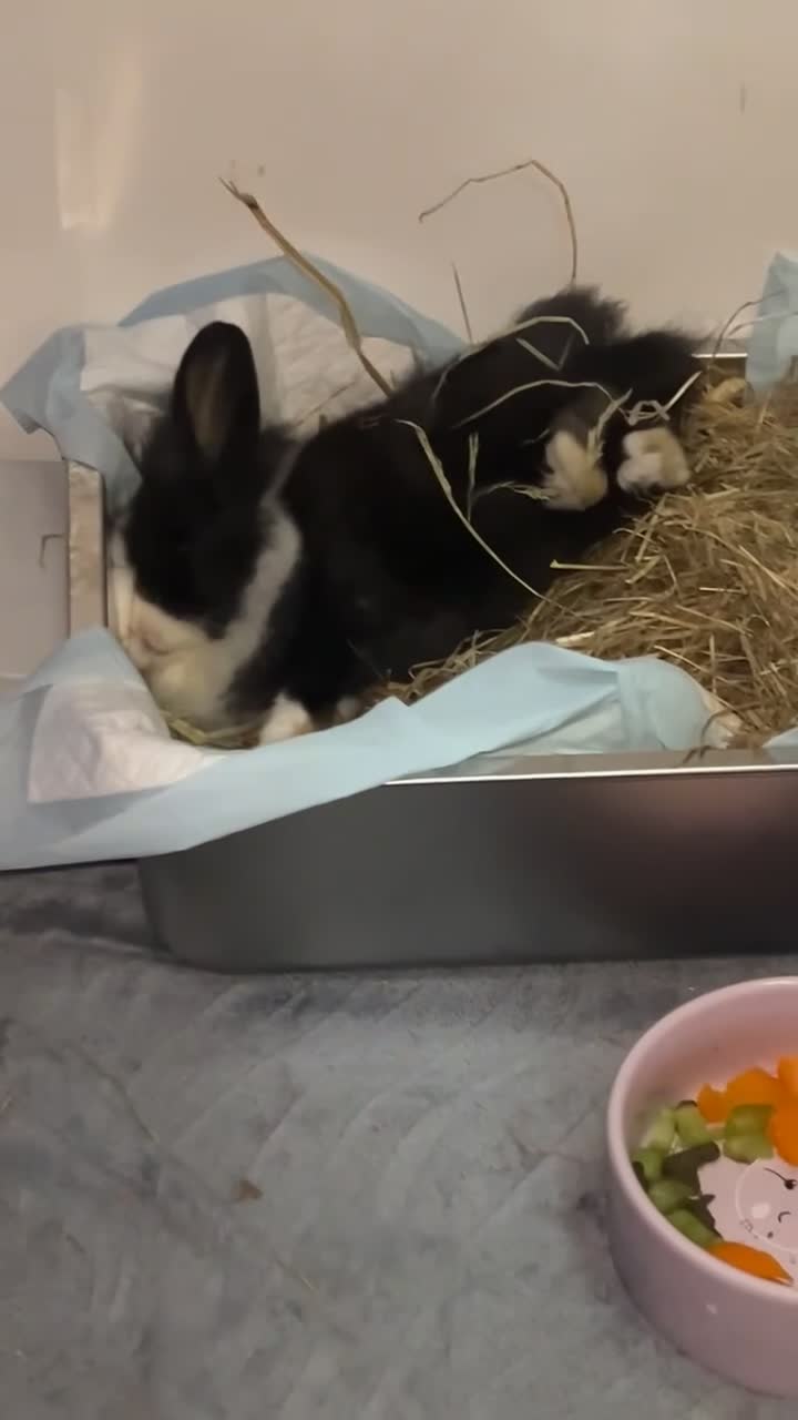 Mixed Breed rabbits for sale: Two lovely Free roam Girl rabbits very friendly  - Video 1