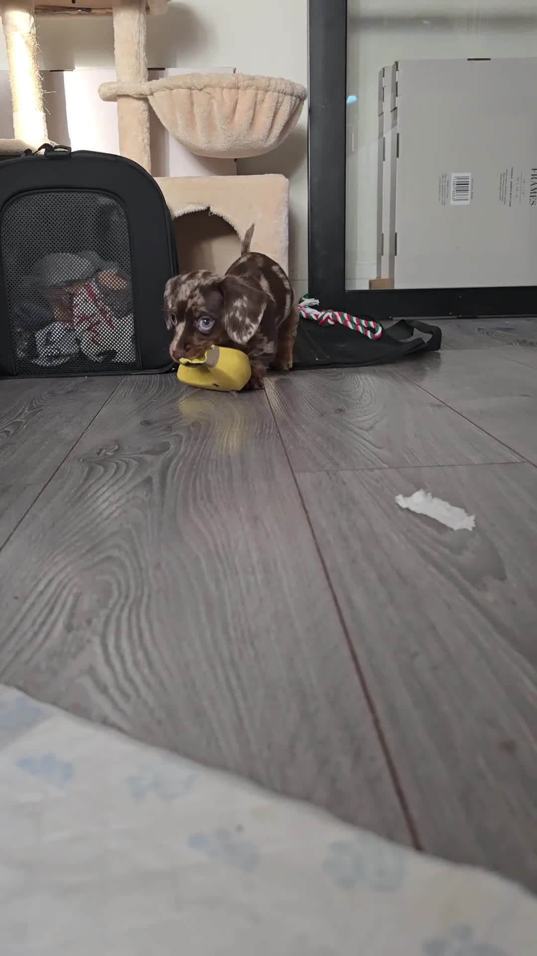 Miniature Dachshund dogs for sale: READY NOW 1 female dapple mini dachshund - Video 1