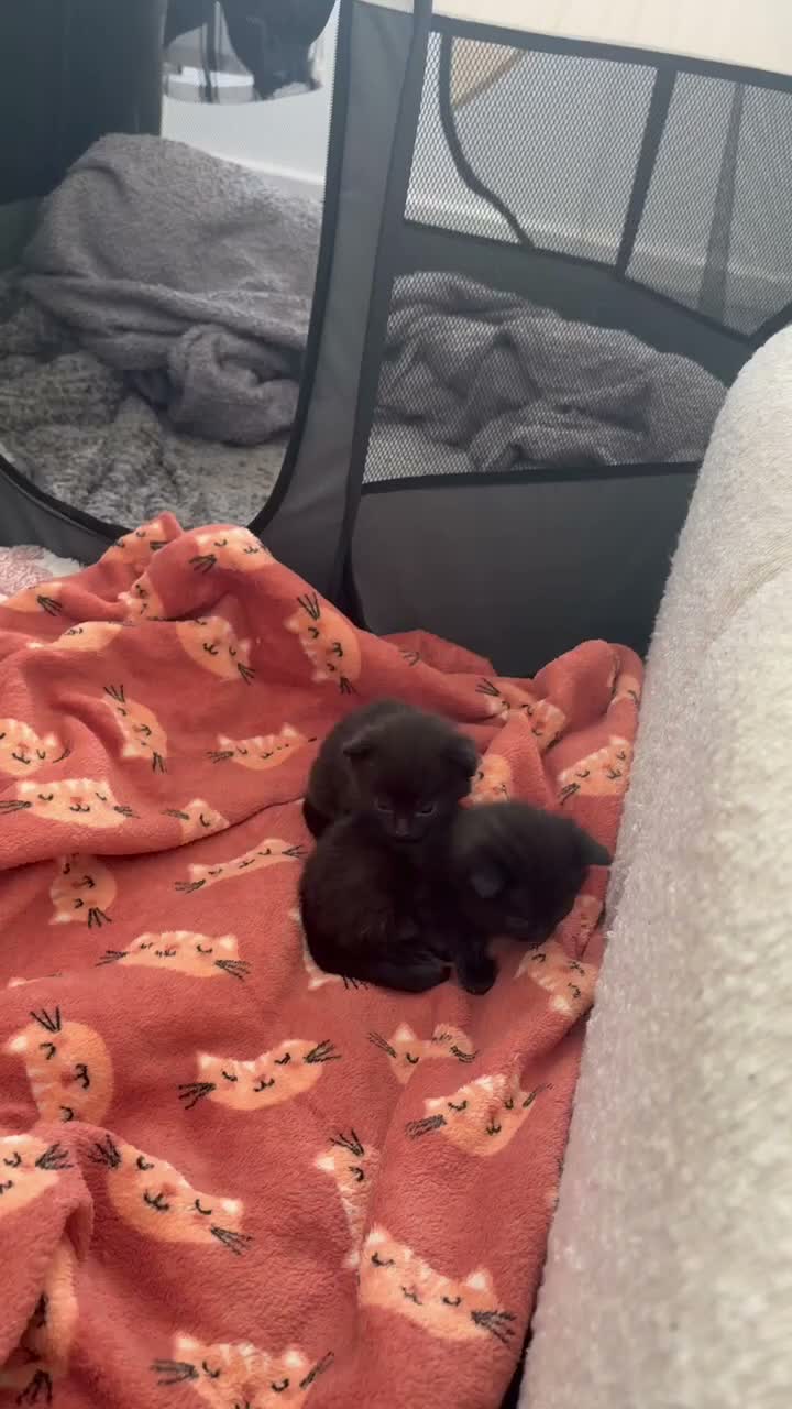 British Longhair cats for sale: Beautiful kittens looking for a loving home - Video 1