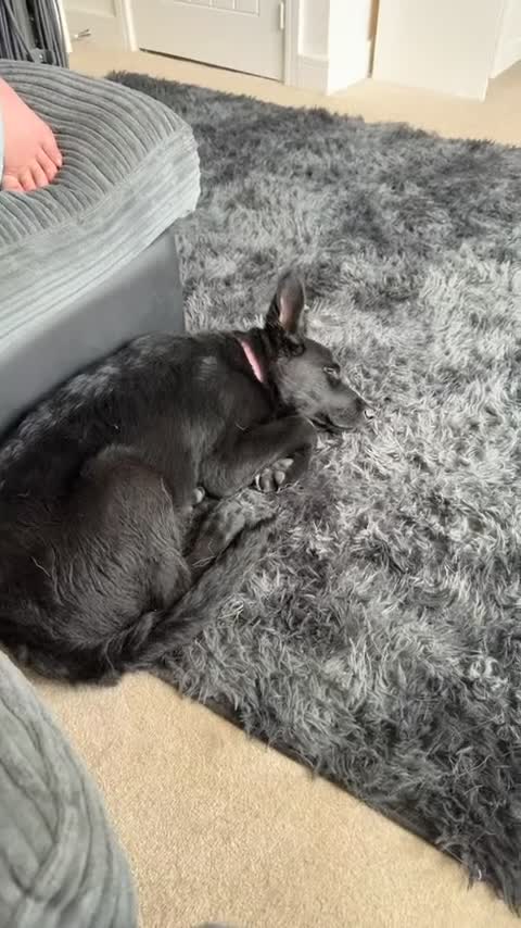 Shepsky dogs for sale: Rani rare colour gsd x husky - Video 1