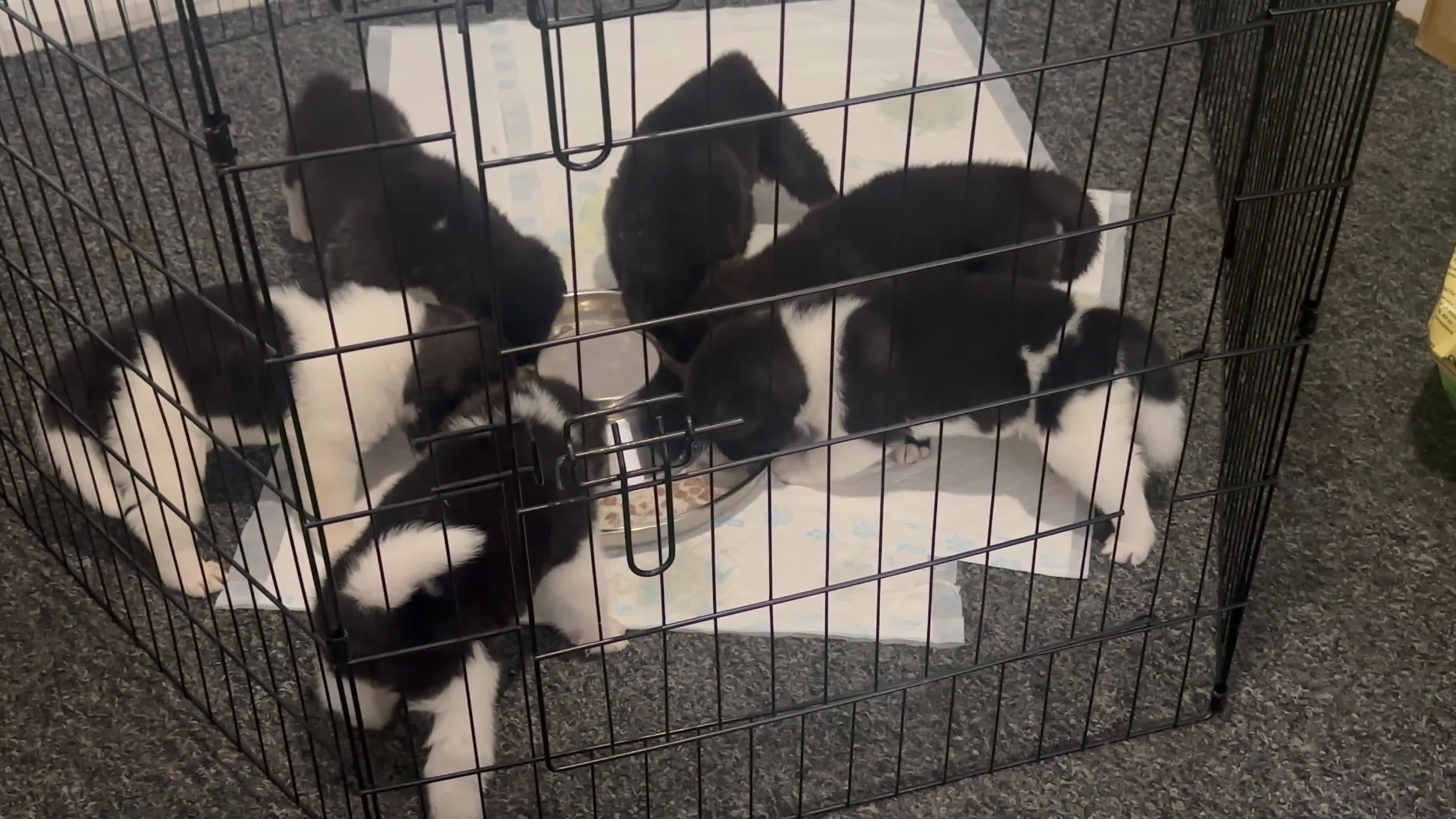 Akita dogs for sale: American Akita pups - Video 1