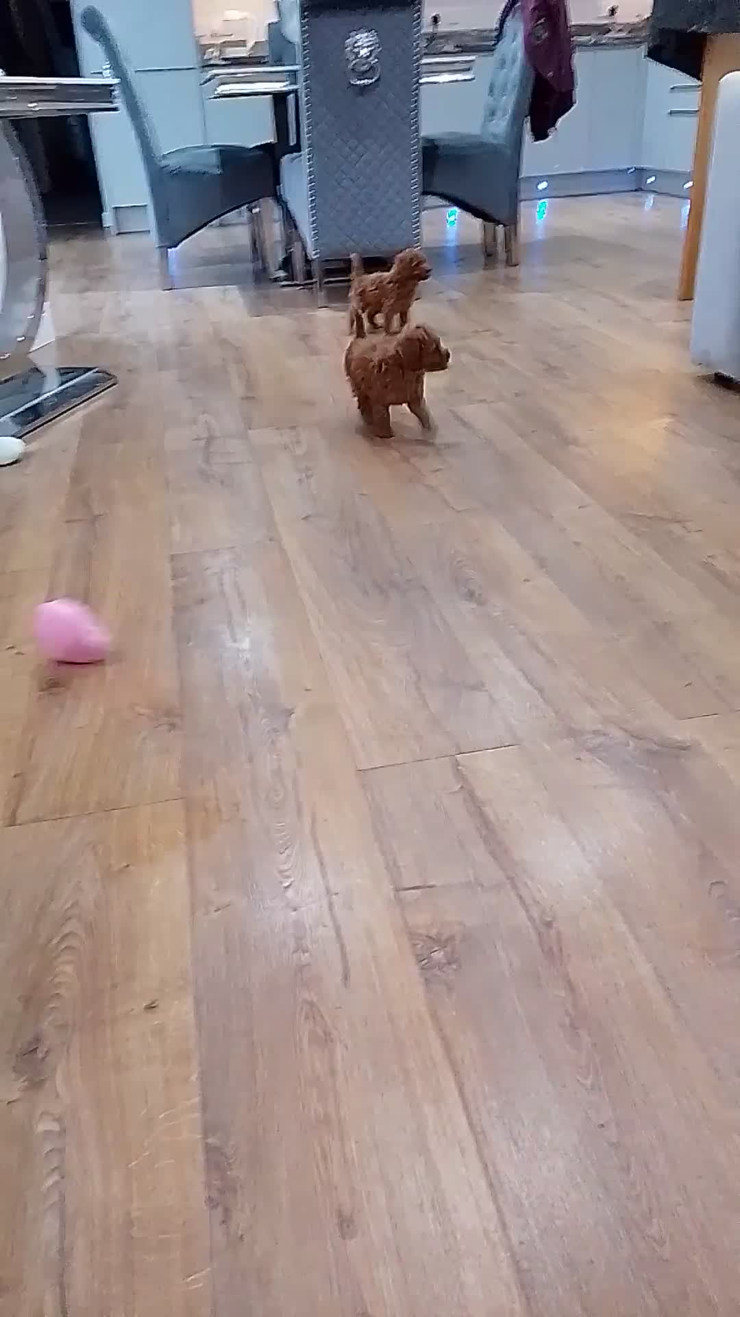 Miniature Poodle dogs for sale: Miniature red poodles 2💙2🩷 - Video 1