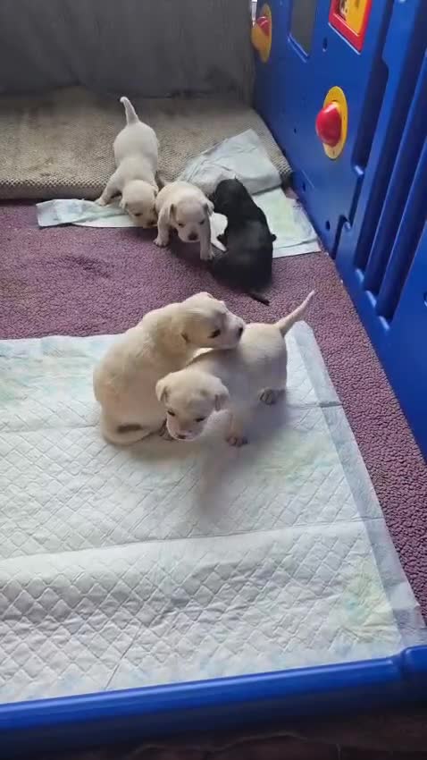 Mixed Breed dogs for sale: Frenchie/collie puppies - Video 1