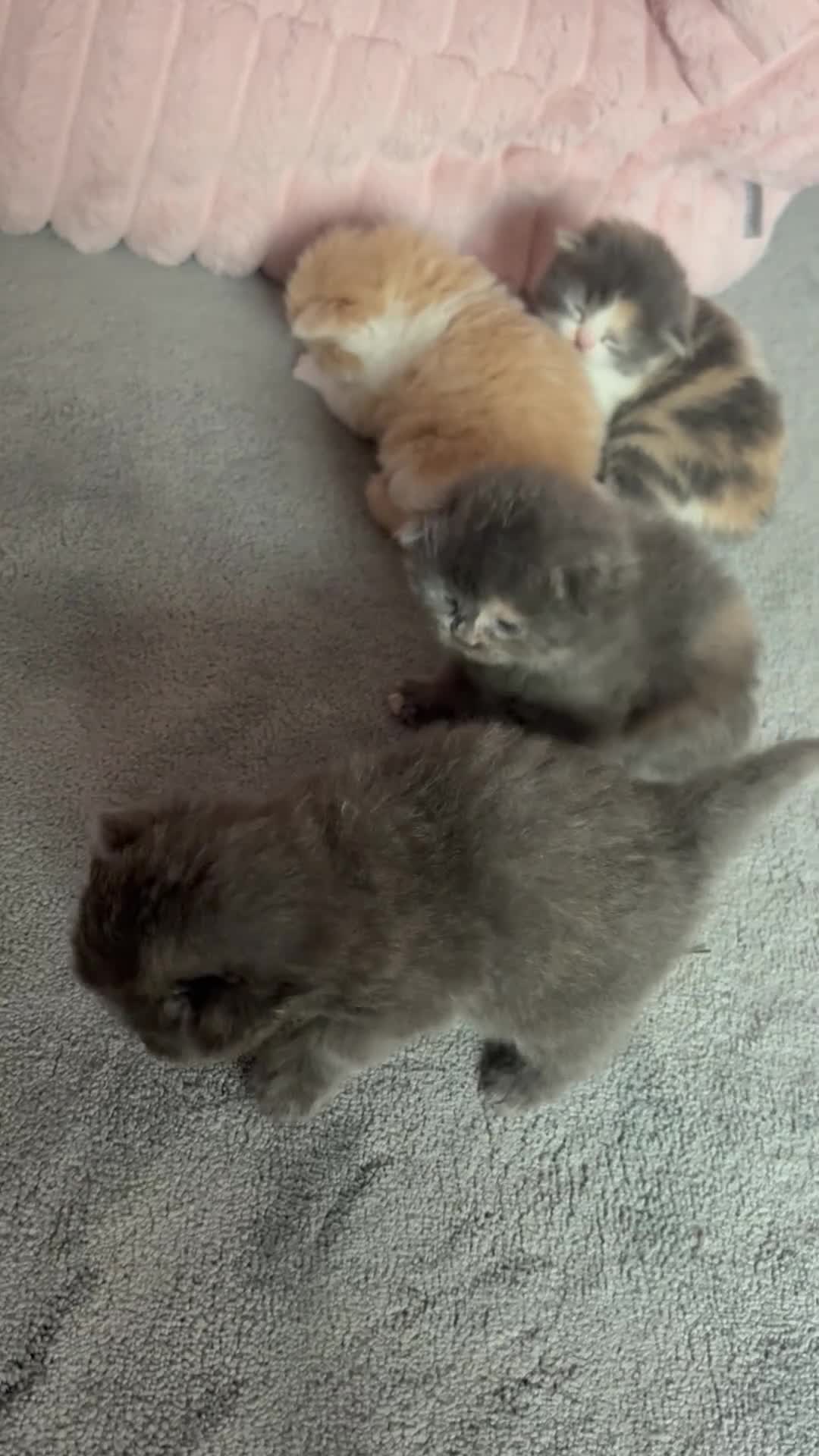 Mixed Breed cats for sale: Maine Coon cross Persian Kittens  - Video 1