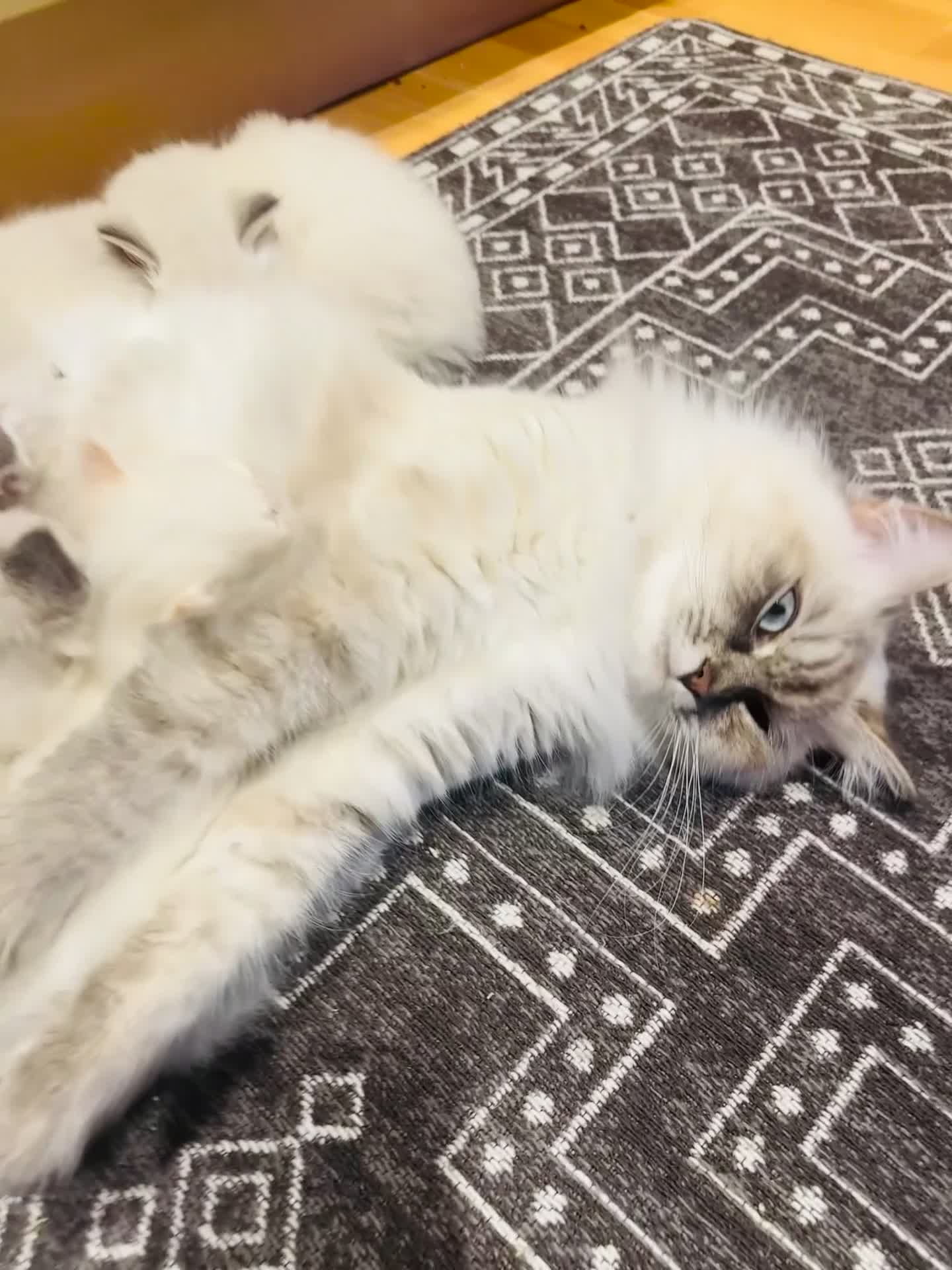 Neva Masquerade cats for sale: Gorgeous Neva Masquerade/British Blue Kittens  - Video 1