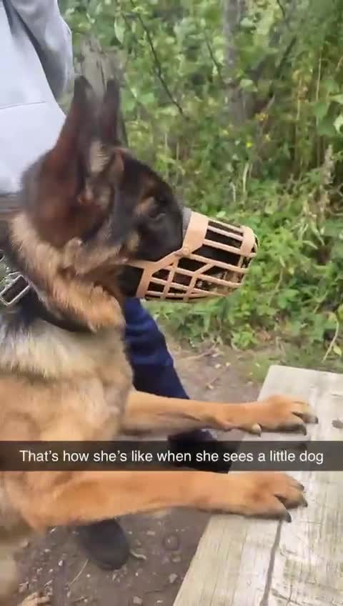 German Shepherd dogs for sale: Germany shepherd - Video 1