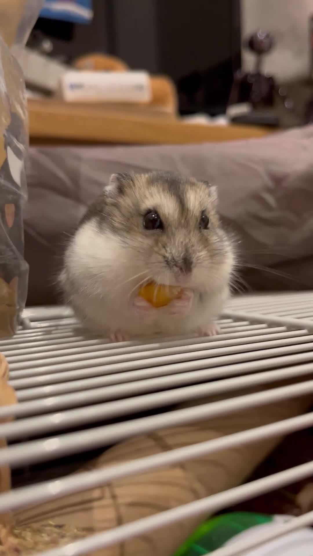 Hamster rodents for sale: Hamster Looking for a Loving New Home – Watford - Video 1