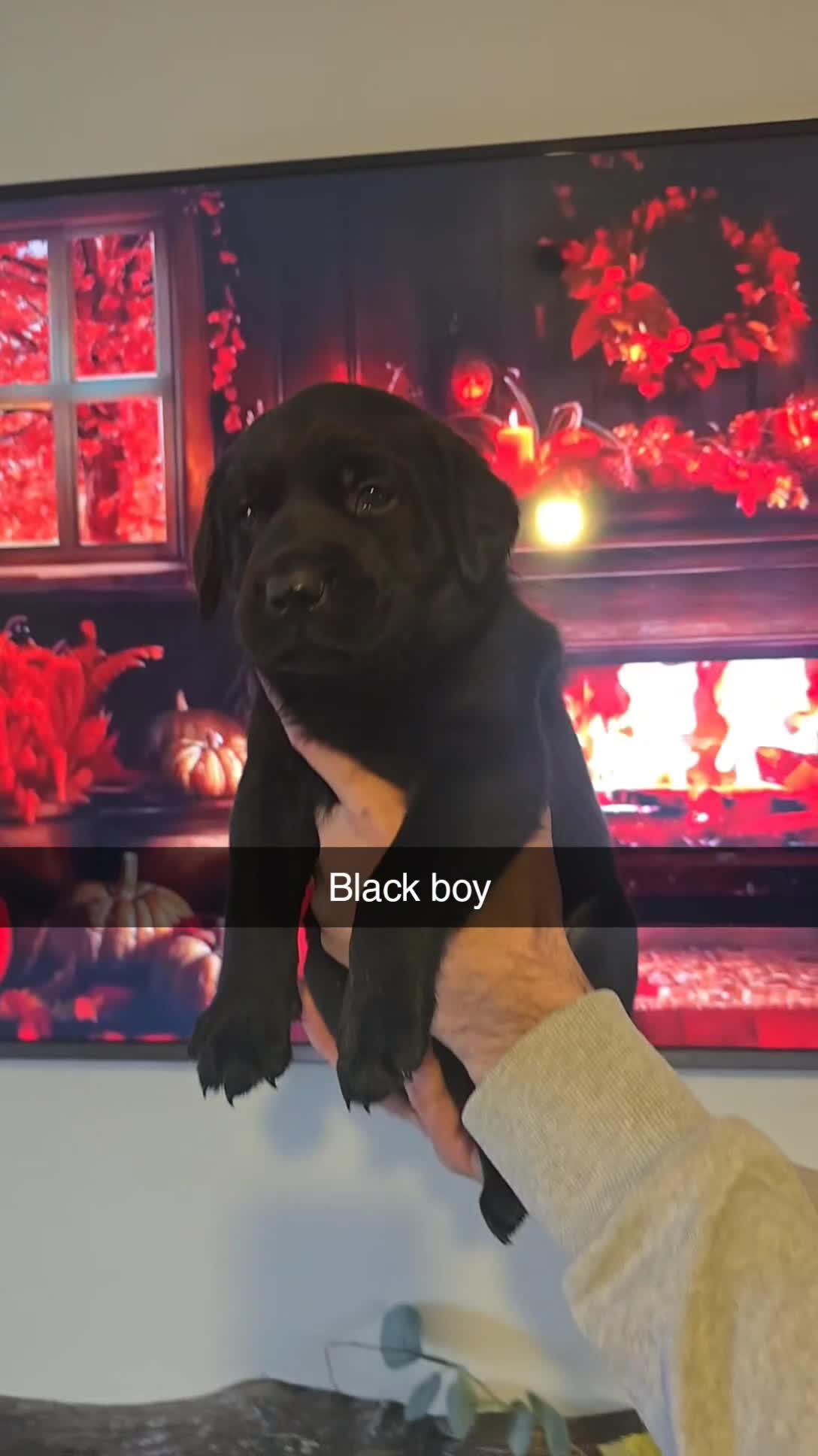 Labrador Retriever dogs for sale: Chunky labradors puppies - Video 1