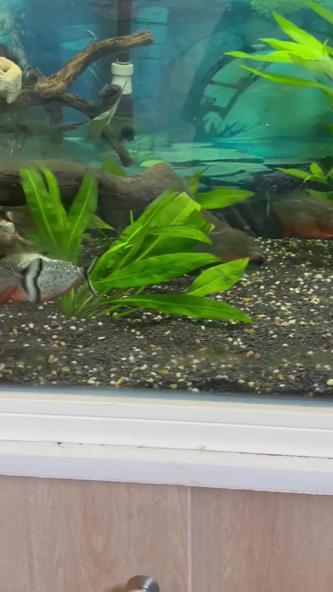Piranhas fish for sale: Piranhas  - Video 1