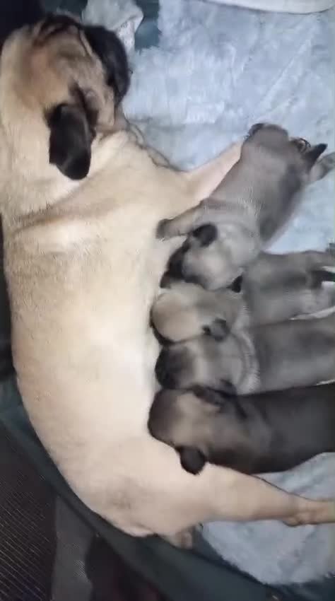 Pug dogs for sale: Last 3 adorable pug babies - Video 2